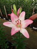 [5131 Couplet VZ No01.JPG]